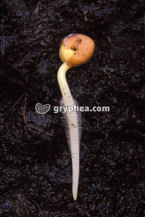 Poils absorbants radis - gryphea.com